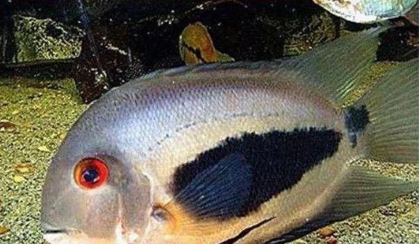  #水族市场上#美洲慈鲷之美，您细品