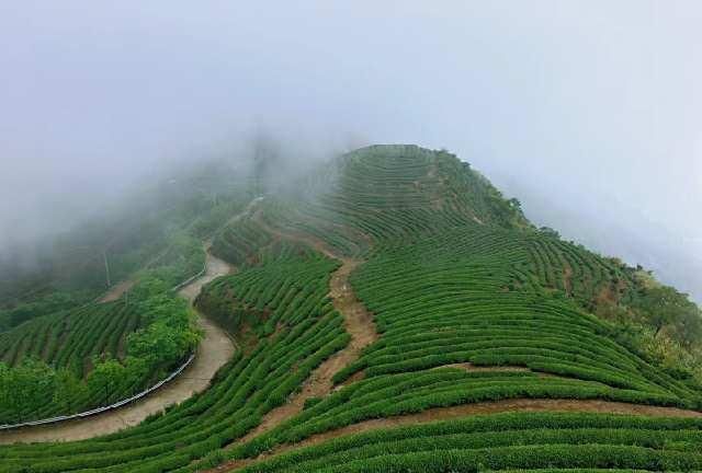  风景：茶山风景无限美！茶山的美让我们心动！