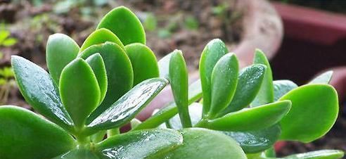  『植株的大小』你家的燕子掌长大不？这最重要的一点，可能被你忽略了