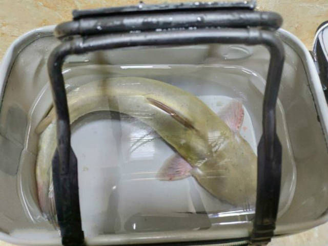  『看起来』这位钓友钓到的是什么鲶鱼？怎么看起来和平时见过的不太一样呢？