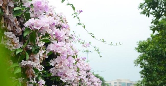  藤种■蒜香藤种养殖方法,种上一棵“别”靠墙,靠墙秒变花墙!