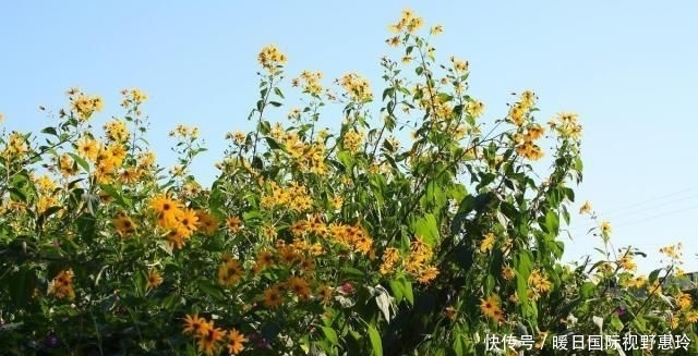 蔬菜■犄角旮旯也能种,产量高到离谱,腌咸菜怎么都吃不够