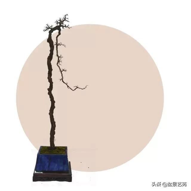  「成寸」盆景百态，缩地成寸