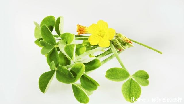 农村地头的常见野草,“清热解毒,消肿散疾”,酸酸的,您吃过吗