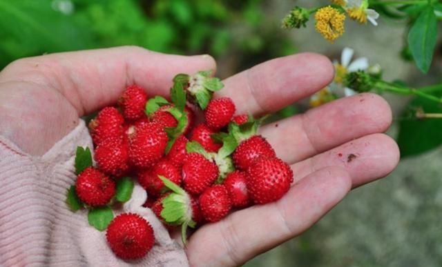 农村茅房边长“草莓”，老人说“蛇爬过”不能吃，如今却成稀罕货