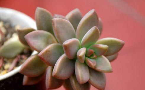  [适合]这些花朵超好养，花朵艳丽又迷人，轻松开爆盆，最适合懒人养，美