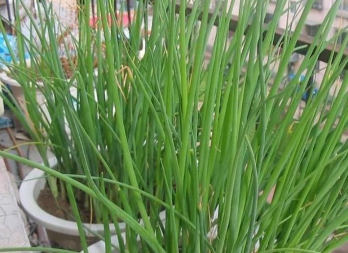  「不用」“4种菜”养阳台，半个月就能吃，吃完一茬又一茬，不用出门买！