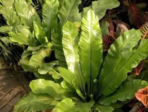  【养在浴室里面】浴室里面必备的几种绿色植物，这几种观叶植物叶子翠绿，特好养
