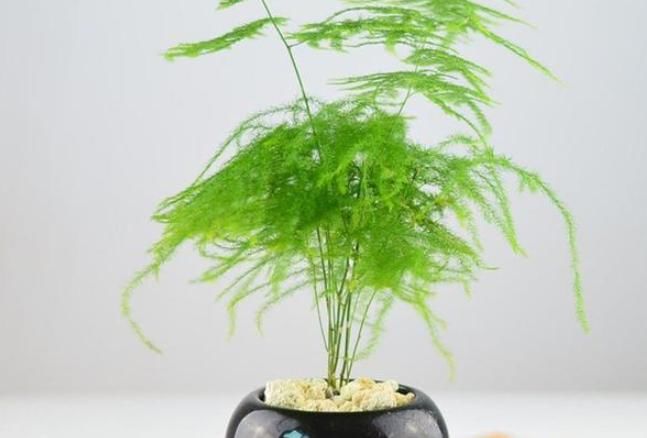  不烂根不■文竹养护秘诀，不烂根不黄叶，新芽冒不停，生机盎然，生长茂盛
