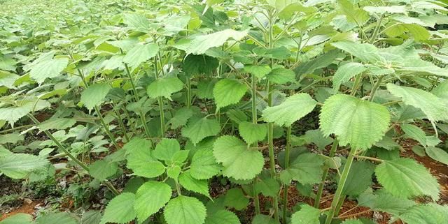 农村一种植物，农民采摘喂猪，是价值珍贵的“中国草”