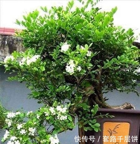  『养花』家中不要乱养花，此花号称“天下第一香”，阳台种两盆，满屋飘香