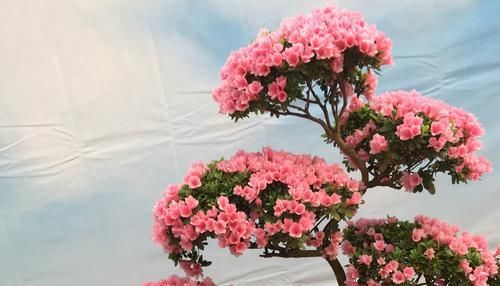  【暴晒以后】杜鹃花叶片变红是怎么回事？忽略5个原因，杜鹃花也会贫血