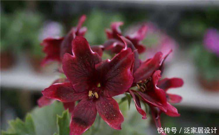  每种■110种天竺葵，每种都超美，看看你认识多少种？