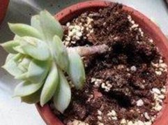  「花开后」养花妙招，隔10天把花盆“转一转”，花开后邻居都羡慕了