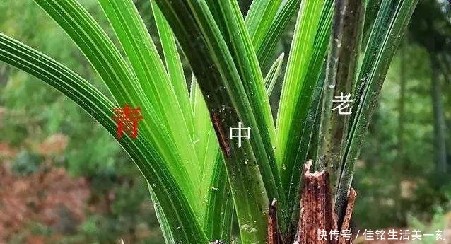 #能力#如何让病后的兰花弱苗复壮怎样才算真正复壮用实例告诉你