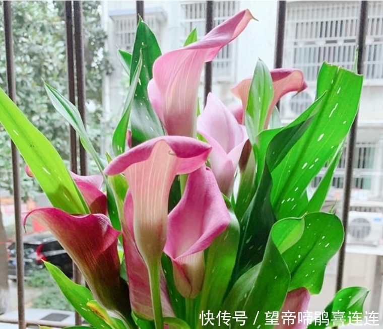  『雅致』3种花很好养，婀娜雅致，叶片油绿，好多花友都喜欢在家里养一棵