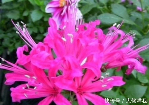  [最简单]到底是彼岸花还是娜丽花？开花爆盆还傻傻分不清，老司机一招区别