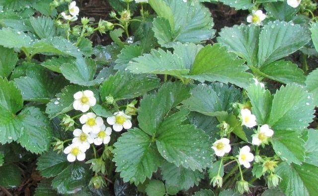  特别@盆栽草莓可以淋雨吗?做对了,果子多一串串,红彤彤特别甜