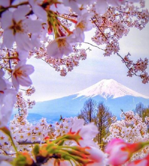 日本富士山樱花什么时候开_日本富士山樱花图
