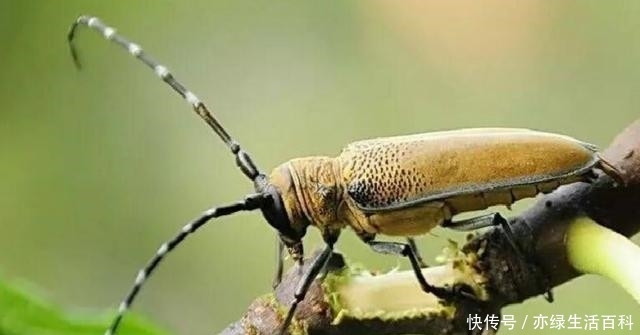 如果树木上有这种痕迹，那么你要小心了，可能是天牛在这产卵了