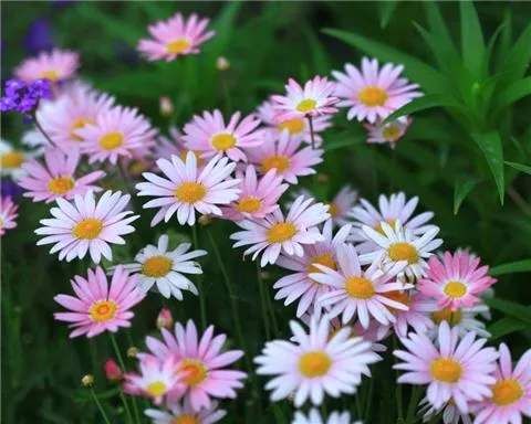 玫瑰:此款花卉,美如玫瑰,仙气十足,四季花开不停,阳台庭院变花海