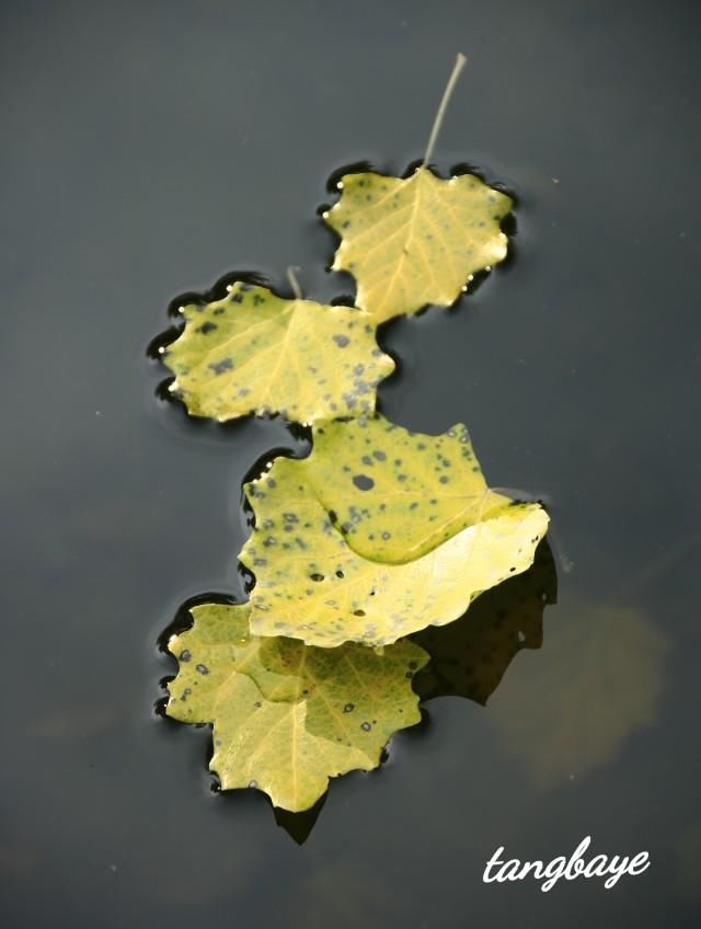 金色的秋天，大自然真是个杰出的画家，把这闪闪烁烁金黄的秋叶奇