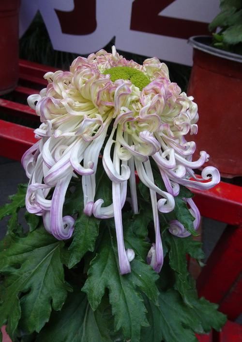  『美艳』喜欢菊花，不如养盆“极品菊花”沽水流霞，似流霞飞舞，美艳高贵