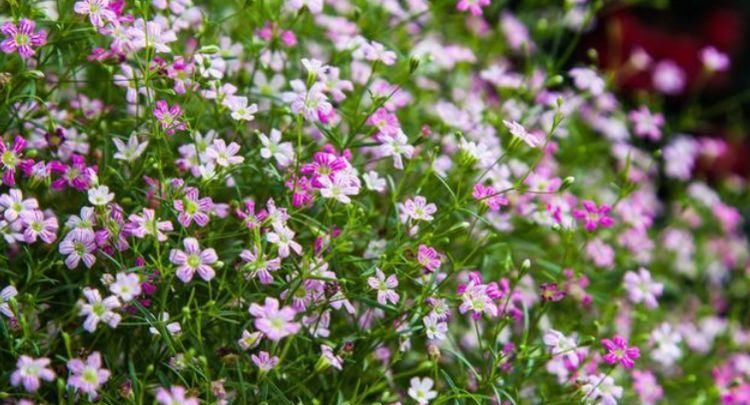  「君子兰」这3种花“花期”长达一年,一茬茬开花停不下,简直就是劳模