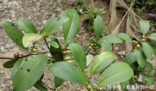  『值钱』山谷下，1种“酸藤子”不多见，果子像“小丸子”，值钱、珍贵！