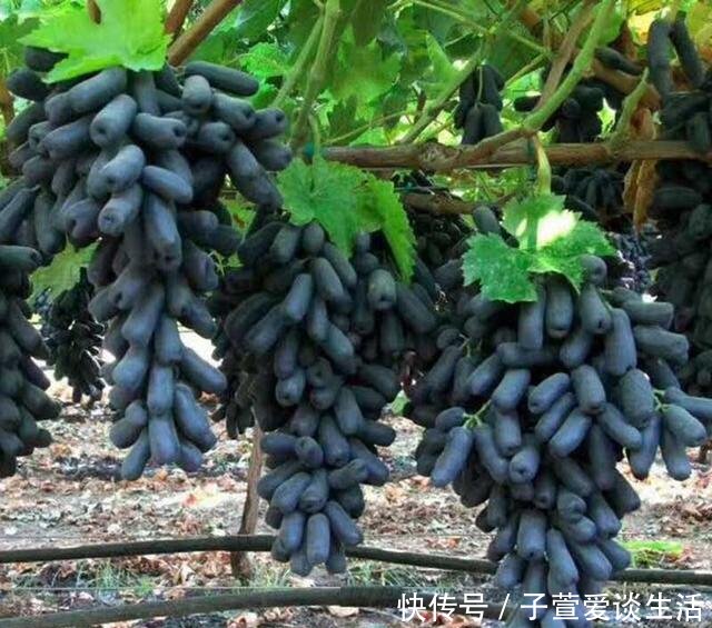  『吃饱』此水果可以盆栽种植, 丢土里就活, 年年开花结果, 1棵管全家吃饱