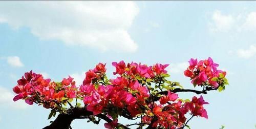  植物@养护三角梅，只需“三招”不开花问题，让花朵簇拥枝头