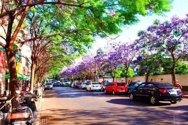  盘龙江畔■最美五月天！“云”欣赏毕业花蓝花楹