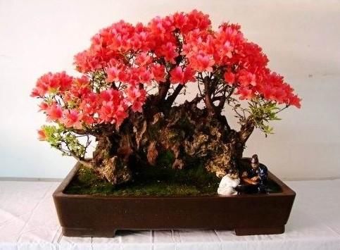 百年的杜鹃树，你们见过吗？美到游客不断！