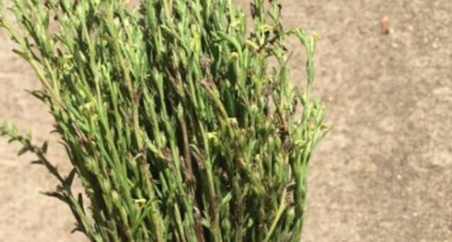 这种野草农民害怕它出现，但农民不知道的是，晒干后可卖300元