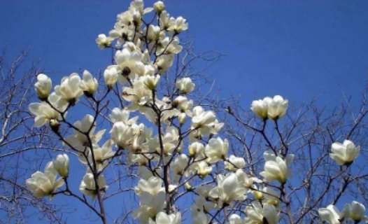  花期4：中式庭院景观设计中常用的15种绿化植物