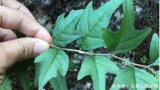  植物：生长在岩石旁的植物，它的叶子像鸭脚掌，如今是一味草药