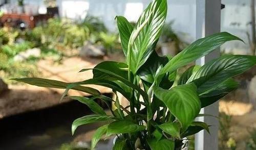  「叶绿茎」养花制肥难怎么办？用上1种'天然绿叶肥'，啥花都能叶绿茎粗