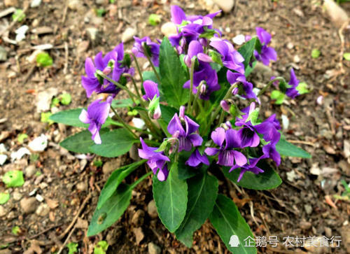 这种野花全身是宝，过去被农民忽略，如今很珍贵，见到请珍惜
