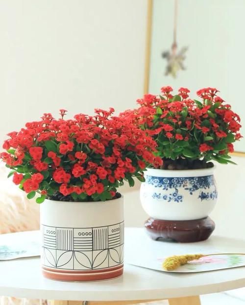 『耐热』养花就选这6种，耐热耐旱，一年开几次花，漂亮又好养！