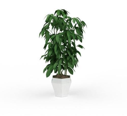  植物■这“2种”植物，放在家里，旺财还喜庆，过年花友都在养！