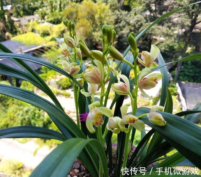  【特别】新手买兰花，这样选择，不然买一棵死一株，白白浪费钱