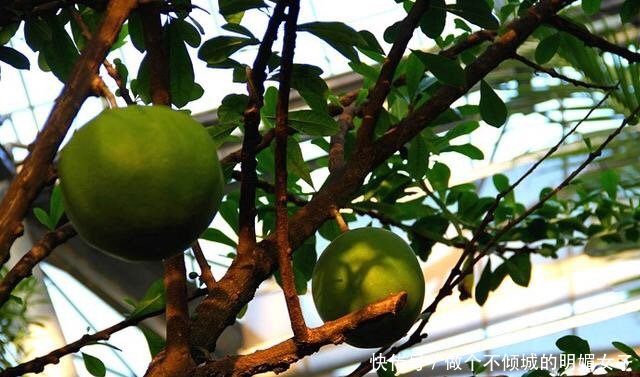 小伙发现树上长满“西瓜”，上前一看，旁边的牌子让他恍然大悟