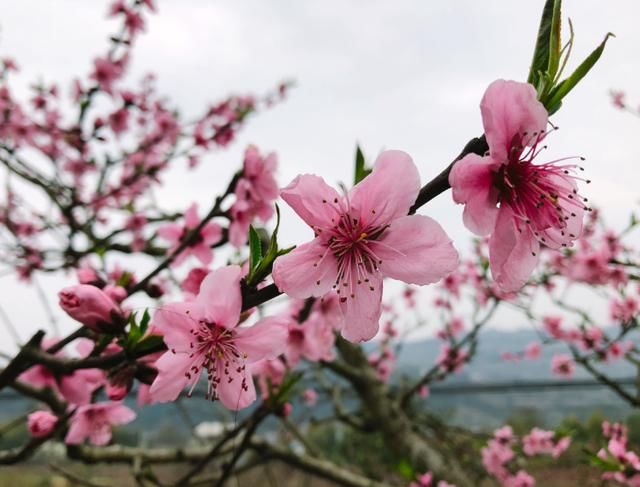 成都隐藏一桃花源，免费供游客参观，素有“中国水蜜桃之乡”美誉