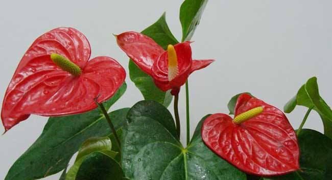  #能开#开花机器就是它,一年能开200天,阳台四季有花看!