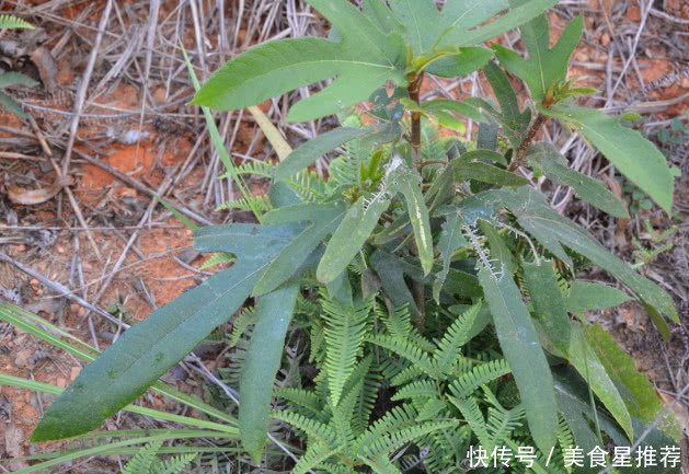 这种植物农村没人要，城里人知道是宝，1斤50元，有人靠它发财