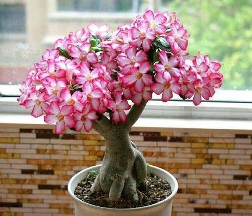  「春天」春天虫子开始活泛，2种无毒有效灭虫法，让家里花卉免遭侵扰