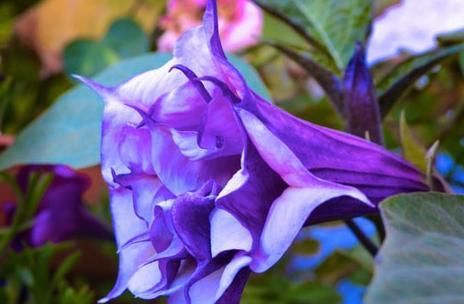  症状|这些花均有剧毒，碰见最好远离，不然结果承担不起！