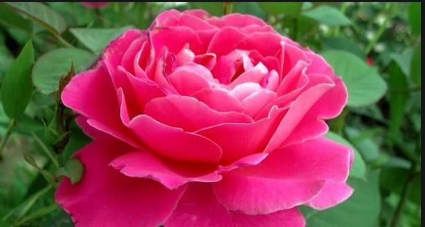  『开爆』想让月季花开爆盆，春天你得做对这件事，温度要掌握好
