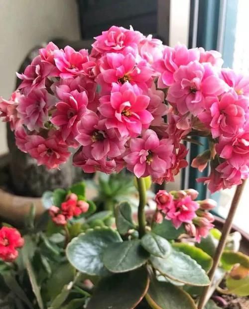  『长春花』7种转运花，年底在家养一盆，开花就是好兆头！