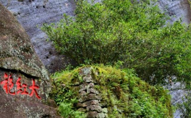  「见血封喉」国内最特别的三棵树：一棵价值上亿，一棵刀枪不入